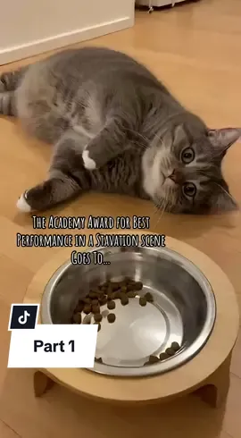 My Cat is Staging an Intervention Because His Dinner Bowl is Gasp Half Empty! 🎭 The betrayal! The horror! This level of dramatic flop and screaming should earn him an Oscar. Sir, you literally just ate. Sound on for the most dramatic cat meltdown you'll hear today. #drama #dinner #catsoftiktok #PetsOfTikTok #funnycat 