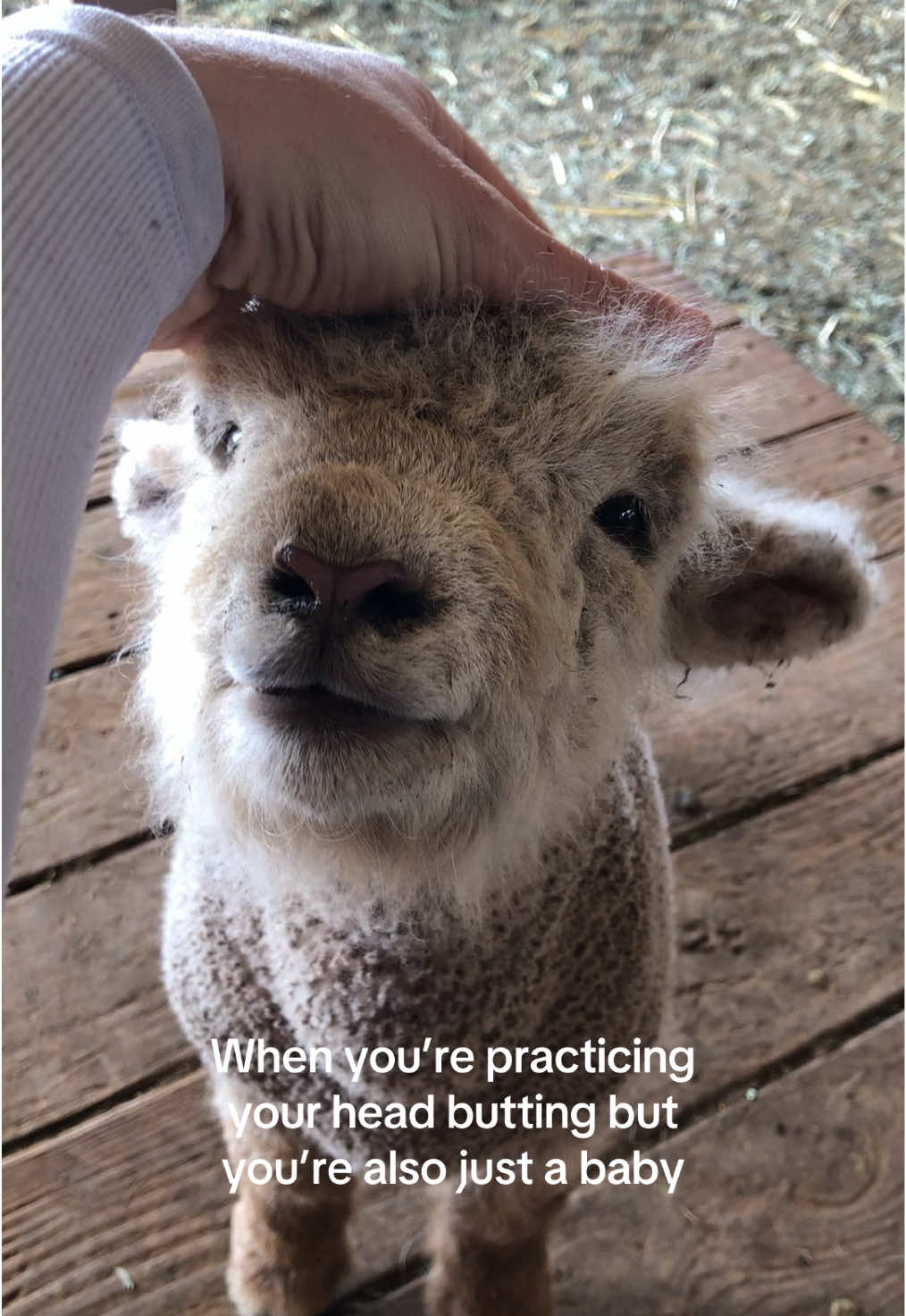 Tough guy. #farm #farmlife #farmanimals #sheep #lamb 