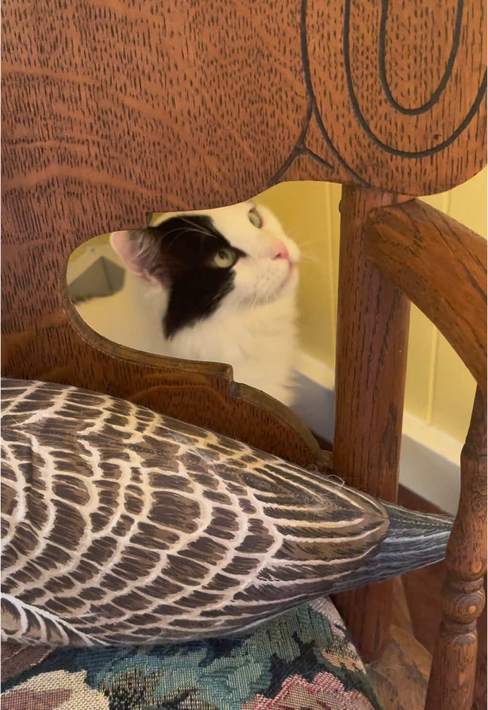 Chair boy screams from behind the chair