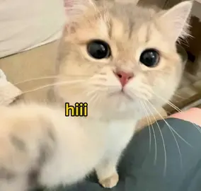 #cats #meme #cute #funny #voiceacting 