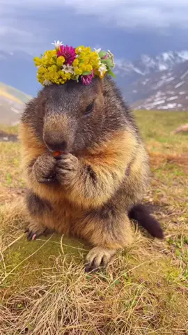himalayan marmots>> but tbh alpine and bobak marmots are cute too #groundhog #PetsOfTikTok #foryoupagе #animalvideos #cuteanimals 