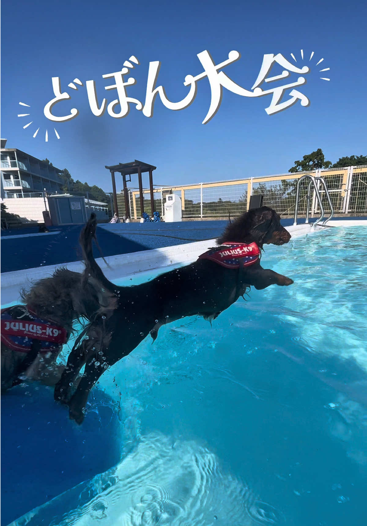 #泳ぐ犬 #犬プール #わんわんパラダイス 