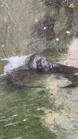 When our team decided to introduce Sailor, our senior otter, to Gary, our younger otter, they knew it had to be done thoughtfully. 💙🦦 In their natural range, male otters often form small groups. To change that, our animal care team created a careful plan. First, a mesh barrier that allowed the otters to meet nose-to-nose without risking injury. Gary immediately rolled onto his back in a submissive pose, while Sailor remained calm, exactly what we hoped to see! With that success, the next step was a face-to-face introduction under the watchful eyes of the entire otter staff and Dr. McKinney, our vet. To everyone’s delight, Gary raced around with the zoomies while Sailor happily followed. Just hours later, the two curled up in the hammock for a nap together (especially sweet since Gary had never slept in the hammock before). Thanks to the care of our animal team, these otters now have a friend for life. #Otters #RochesterNy #UpstateNy #Conservation #Animals