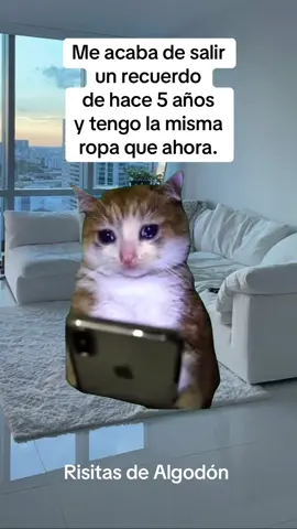 #Meme #MemeCut #gatos #Risitas_de_Algodon 