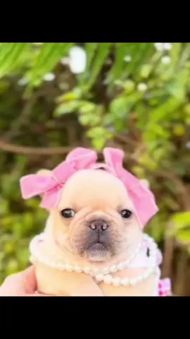 PIBBLES 😫 #pibble #pibblesoftiktok #fyp #puppies #xyzbca 