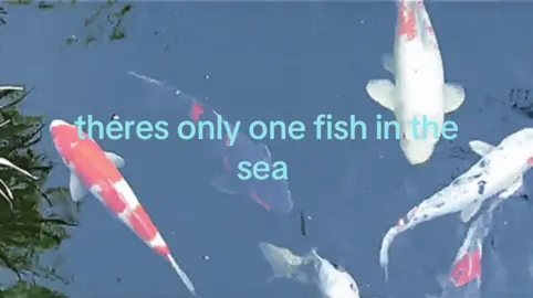 this is not about fishes #relatable 