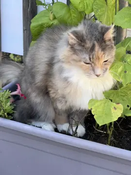 When you gotta go, you gotta go #cat #cattok 