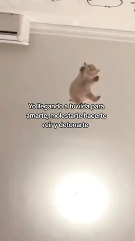 #amor❤️ #amor #gato #gatos #gatitostiktok 