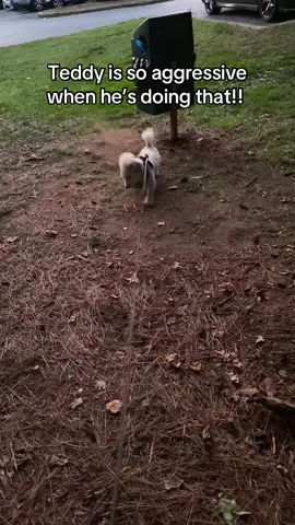 He was literally doing that for a good three minutes!! #PetsOfTikTok #dogsoftiktok #foryoupage #fypシ #xyzbca 