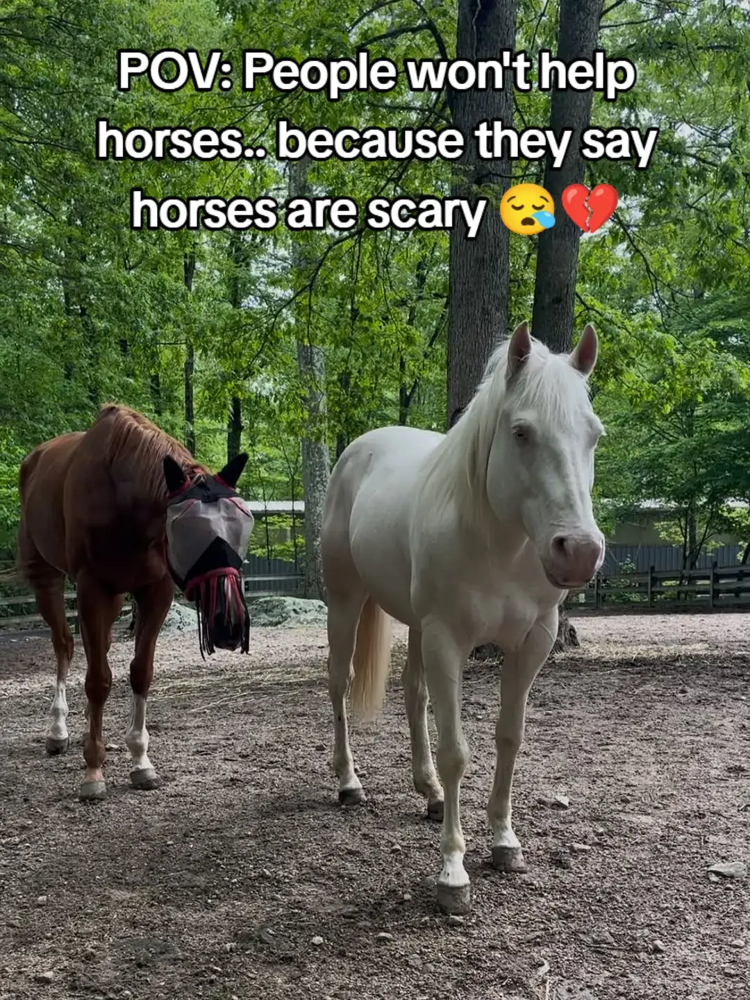 People won't help horses because they say horses are scary💔😪#animallovers #fyp #horselovers #viral 