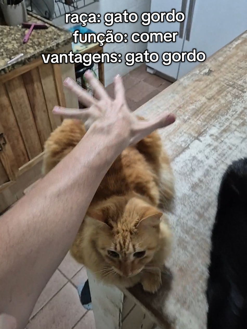 ainda fica reclamando essa bola #cat #fyp #gatos #fy