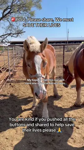 ⸻ ⏳ We are out of time. We have just 48 hours left. This is our final call, our last plea, our desperate cry for help. Horses — living, breathing, feeling souls — are about to be loaded onto trucks and shipped off to a fate they do not deserve. They are scared, confused, and unaware that their time is running out. But we are not unaware. And neither are you. This video isn’t just a moment of their story — it could be their last. Or it could be the beginning of a whole new life. That’s where you come in. That’s where we all come in. Here at New Life Horse Rescue Sanctuary, we are fighting with every ounce of strength, compassion, and determination we have left to save every single one of these beautiful souls. These horses have suffered enough — many have already endured abuse, neglect, starvation, abandonment. And now, unless we intervene, they face slaughter. A terrifying, unjust end they should never have to know. We refuse to give up on them. But we can’t do this alone. We are just $9,200 away from securing the safety of all the remaining horses, and we only have 48 hours left before the opportunity is lost. That’s it. 48 hours to rewrite their fate. 48 hours to raise the funds that can quite literally mean the difference between life and death. 💔 That number may seem overwhelming — but imagine if just 920 people gave $10. Or 460 gave $20. Or a few compassionate hearts gave whatever they could. Every single dollar counts. Every second matters. These horses are not just animals — they are survivors. They are innocent spirits who have already endured too much. They deserve gentle hands, green pastures, warm stalls, and the chance to learn that not all humans are cruel. They deserve a new life, free from fear. We see their eyes. We hear their silent cries. And we are begging you — don’t scroll past. Don’t look away. Be the reason they get to live. We are doing everything we can — but without the donations, without the community, we can’t win this fight. Please, if you’re reading this, take action. Share this video. Tag your friends. Post to your story. Tell everyone. And if you are in a place to give, even a little, please donate through our PayPal link in the bio. ✨ Your donation goes directly toward rescue costs — transport, feed, veterinary care, rehabilitation, safe shelter. Every cent brings them closer to safety. These horses are counting on us. We are their last chance. And we only have 48 hours. Let’s not let them down. 💔🐴⏳ #SaveTheHorses #NewLifeHorseRescue #LastChanceToSaveThem #HorseRescue #AnimalAdvocacy      @✝️🐎🪶LileeAna🪶🐎✝️ @✝︎🐴kyn.kyn🐴✝︎ 