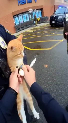 Orange cat detained for stealing fish 🫣 #sora #robery #orangecatbehavior #catsoftiktok #fyp