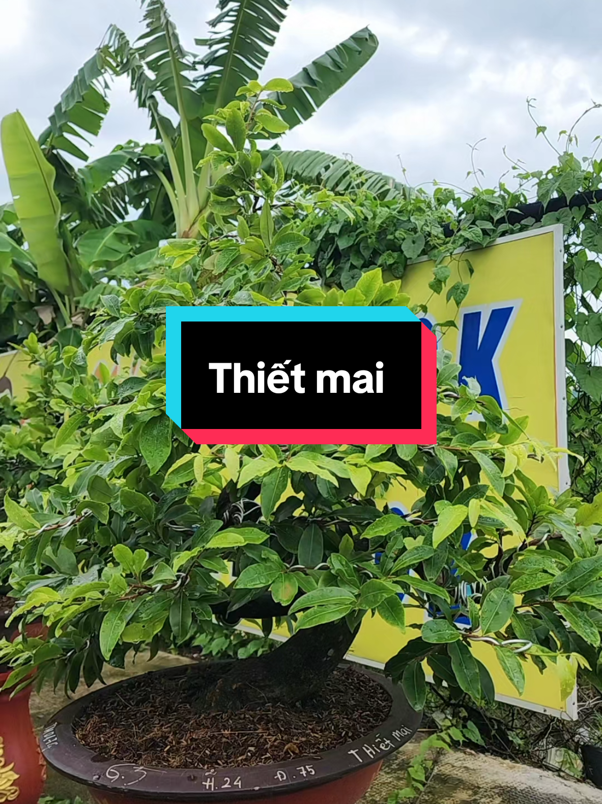 Xanh quá xanh. #vuonmaihoanglong #tramyhoanglong #maivangmientay 