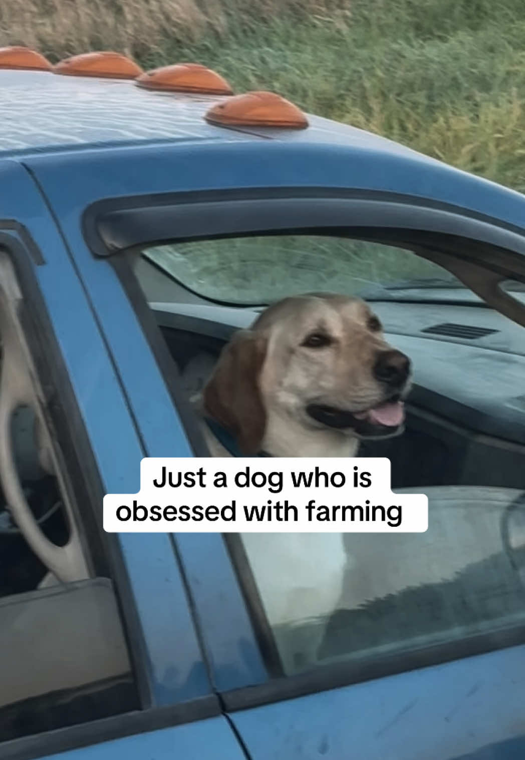 Tell me something sweeter than this ❤️ #farmdog #harvest #familyfarm #yellowlab 