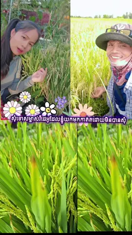 ដល់ខែច្រូតហើយនៅ #song #viral #tiktok #forfun @creator search insights 