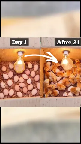 How to make egg incubator at home very easy || How to make small incubator at home #fentysuperbrandday #lncredible #virales #Pollo #videoviral #videoviralシ #viralvideo #hamilton #parrot #usa🇺🇸 #viral #cockatoo #poultryfarming #poultryfarming #viralvideos #homemade #feeding #creativeidea #hamiltonmusical #construction 