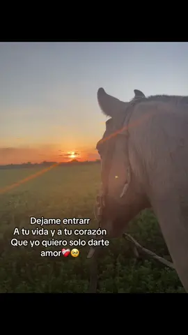 #campoargentino🌱🌾🌻🐮🐂 #atardeceres🌅 #caballos #losdelfuego #amor 