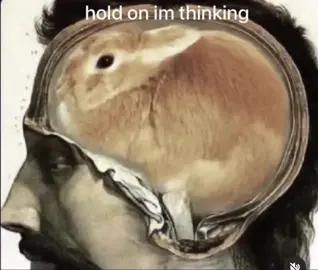 hey first post #bunny #bnuuy #rabbitsoftiktok #memes #shitpoststatus 