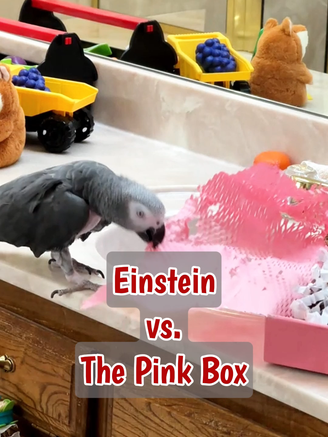 Einstein Parrot takes on a big challenge! A pretty pink box full of toys wrapped in crinkly paper! With determination (and a lot of shaking), he rips, tears, and wiggles until every last toy spills out onto the floor. Watch his proud little look of accomplishment at the end, it’s priceless! 🐦💖 #EinsteinParrot #funnyanimalsvideos #funnyparrot #AfricanGreyParrot #ParrotLovers