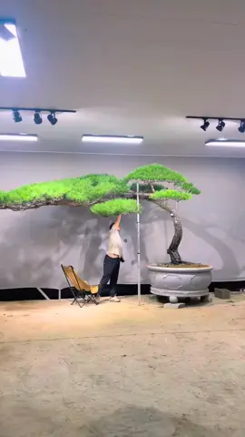 một cây thông bay bàn trà đẹp #caycanh #thongbantra 