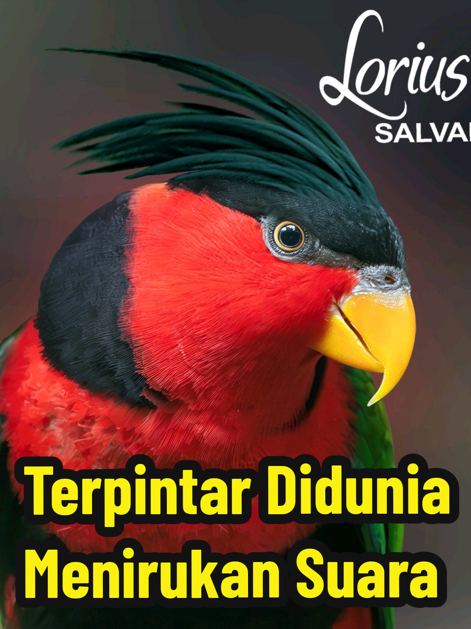 Ternyata saya penya kemanakan Dari burung Nuri.  Teman Curharku Si Urip by @heracal002  #loriuslory #blackcappedlory #nurikepalahitam #talking #urip