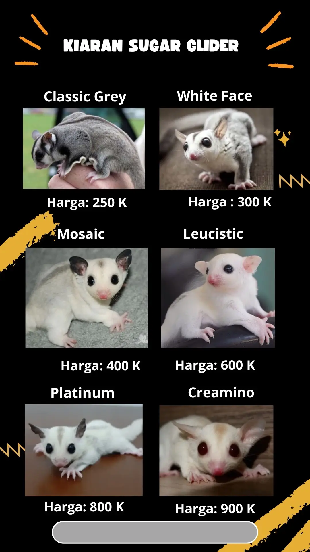 #sugarglider #sugargliderindonesia #sugargliders #hewanpeliharaan #fyp 