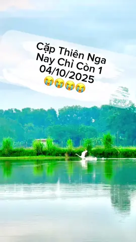 Xin ai bắt được hãy thả em nó ra. Mất 1 nửa em Thiên Nga Trắng này buồn lắm 😭😭😭 #thienngakhonglo #truco #capthienngatrang #trending #hottrend 