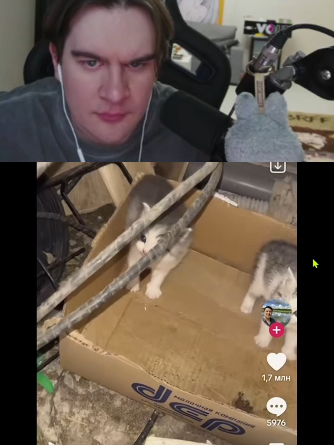 Он не ожидал такого исхода #bratishkinoff #юмор #cat #братишкин