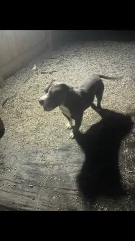 •	“Night shift activated: fetch edition 🐕💨” 	•	“He runs the field, I just throw the ball  #americanbully #foryoupage #dogsoftiktok #dogmom #latenightfun 