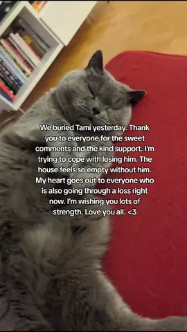 my sweet Boy #fy #viral #cat #heaven #foryou 