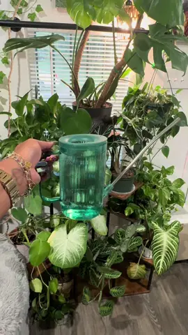 Absolutely love this Long Spout Small Watering Can set I got off of Amazon for only 15.99 makes watering soooo much easier…. Hit my link 🔗… #plants #plantsoftiktok #plant #amazon #amazonfinds 