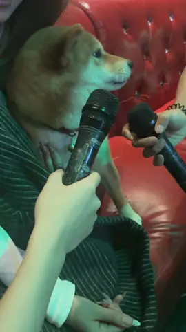 #fyp #funny #funnyvideos #foryou 