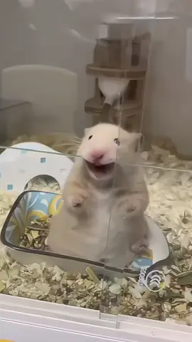 Giải trí cuối tuần nha 🥰🥰#phukienhamster   #dochoihamster   #chuonghamster   #hamstervietnam   #hamstergiare  