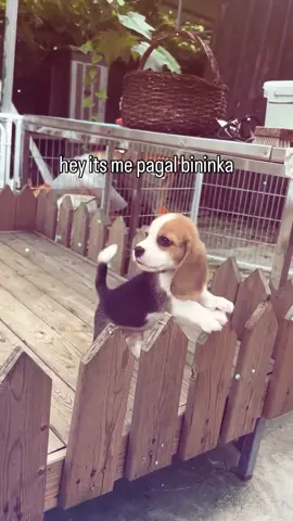 pagal palace #pagalbininka #pagalbininkas #pibble #bininkaland #fyp 