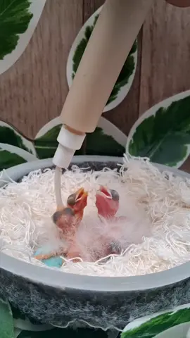 Bebês canários 💘✅️👍🌿💪🪺💖  siga nos aí 💘 #viral #videos #viraltiktok 