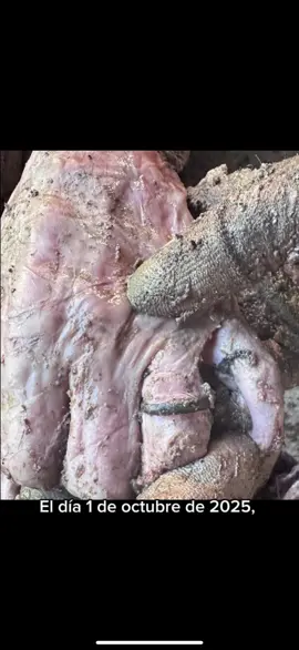 #desaparecido #hispanos #vocessinnombre0 