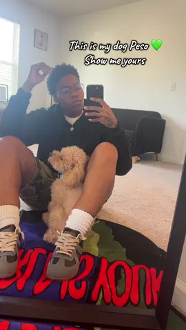 Mr Clingy McPingy … love his worrisome tail 💚  #fyp #Peso💚 #dogsoftiktok #toypoodle #studsoftiktok 