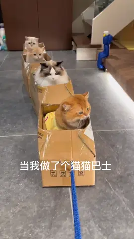 #mèodễthương #mèocute #giaitritiktok #xh 