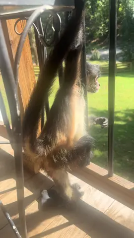 In the evenings I sit with my best friend on the balcony and just watch other animals❤️ #fyp #monkeyface #Love #sanctuary @The Dodo @Chew La Roo @Joey Davis Music @Revlon Cosmetics @John Deere @Polaris Off Road 
