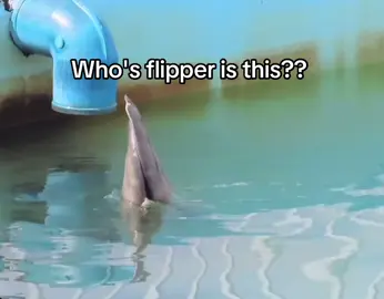 Why is he doing that 😭 #fyp #xzyabc #seal #sealsoftiktok #tokkaricenter 