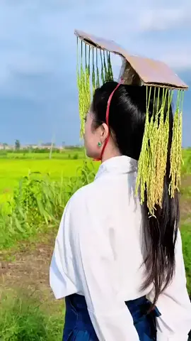 Mùa lúa 🌾 chín #xuhuong 