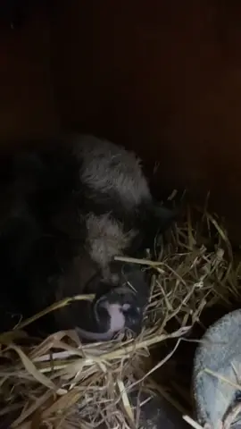 #mimislounge #hornsacrossamerica @LilRed  