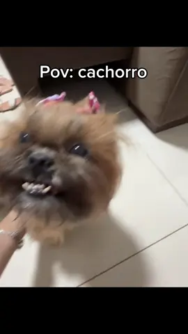 Pov: cachorros // #foryou #POV #memes #cachorros 