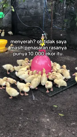 isukk cahhh #peternakmuda #peternakbebekpedaging #fyp #foryoupage 