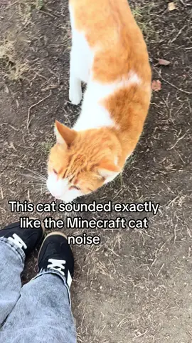 iluvgatos omg #Minecraft #catlover 