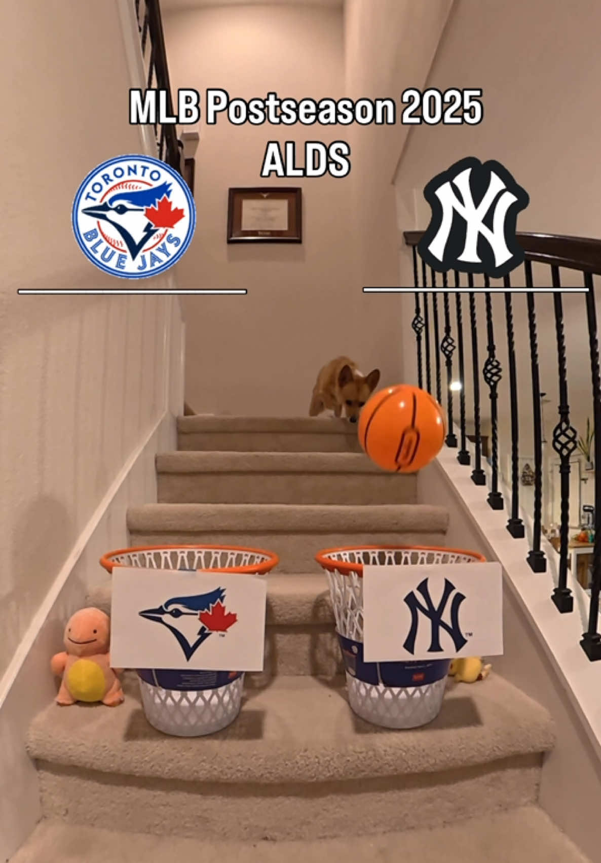 MLB Playoffs - Toronto Blue Jays vs NY Yankees, trust the corgi? 🤷🏻‍♂️  #MLB #baseball #playoffs #bluejays #yankees 