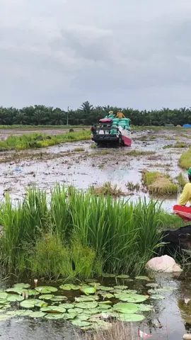 APAKAH ENGKAU TAU LEGENDA SEBENARNYA?#promoseruweekend #panenraya 