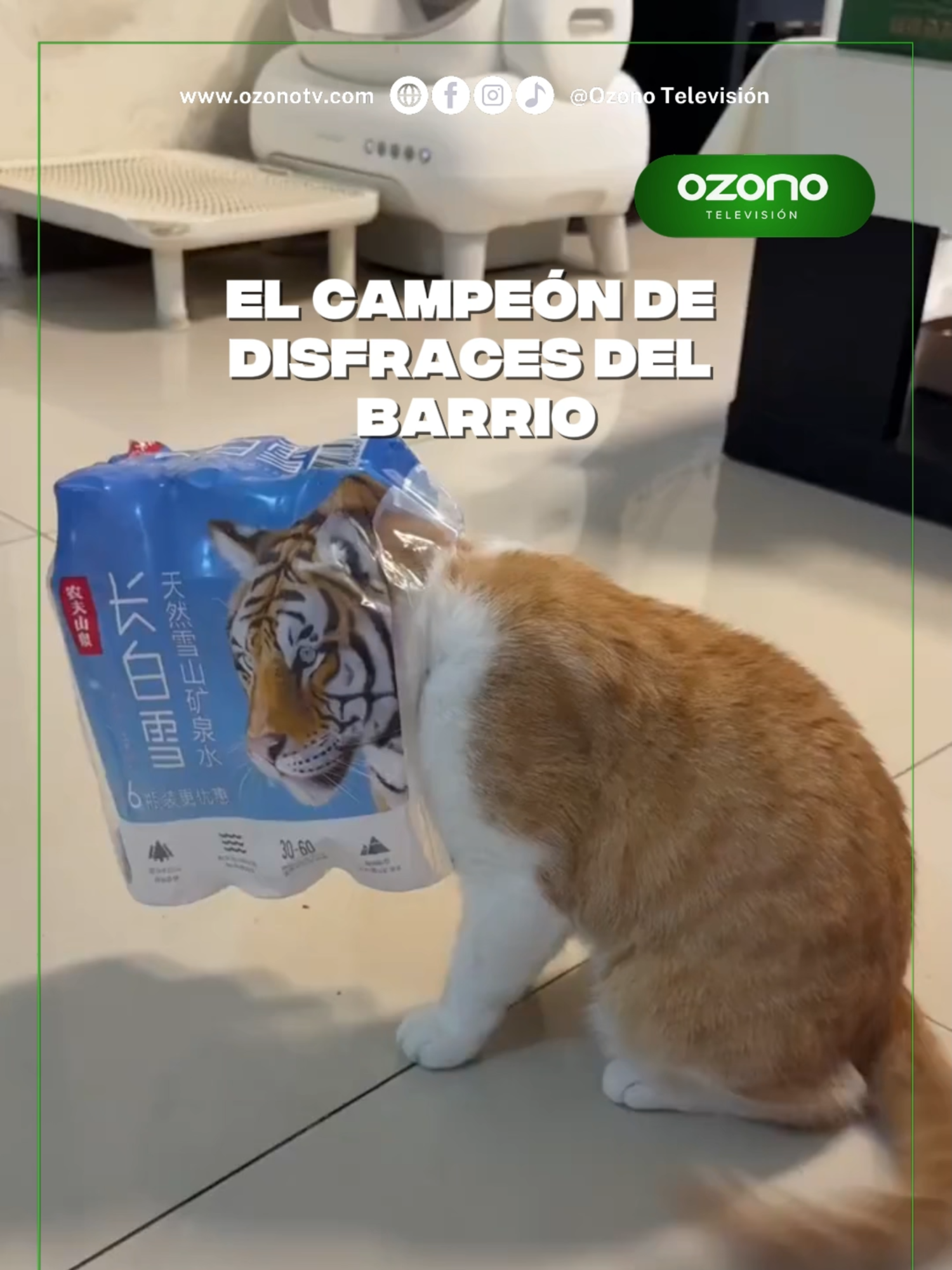 Saludad al campeón de disfraces del barrio  #viral #tiktok #paratii #humor #gatitos