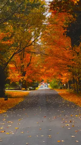 #autumn #autumnvibes #fall #october #foryou 